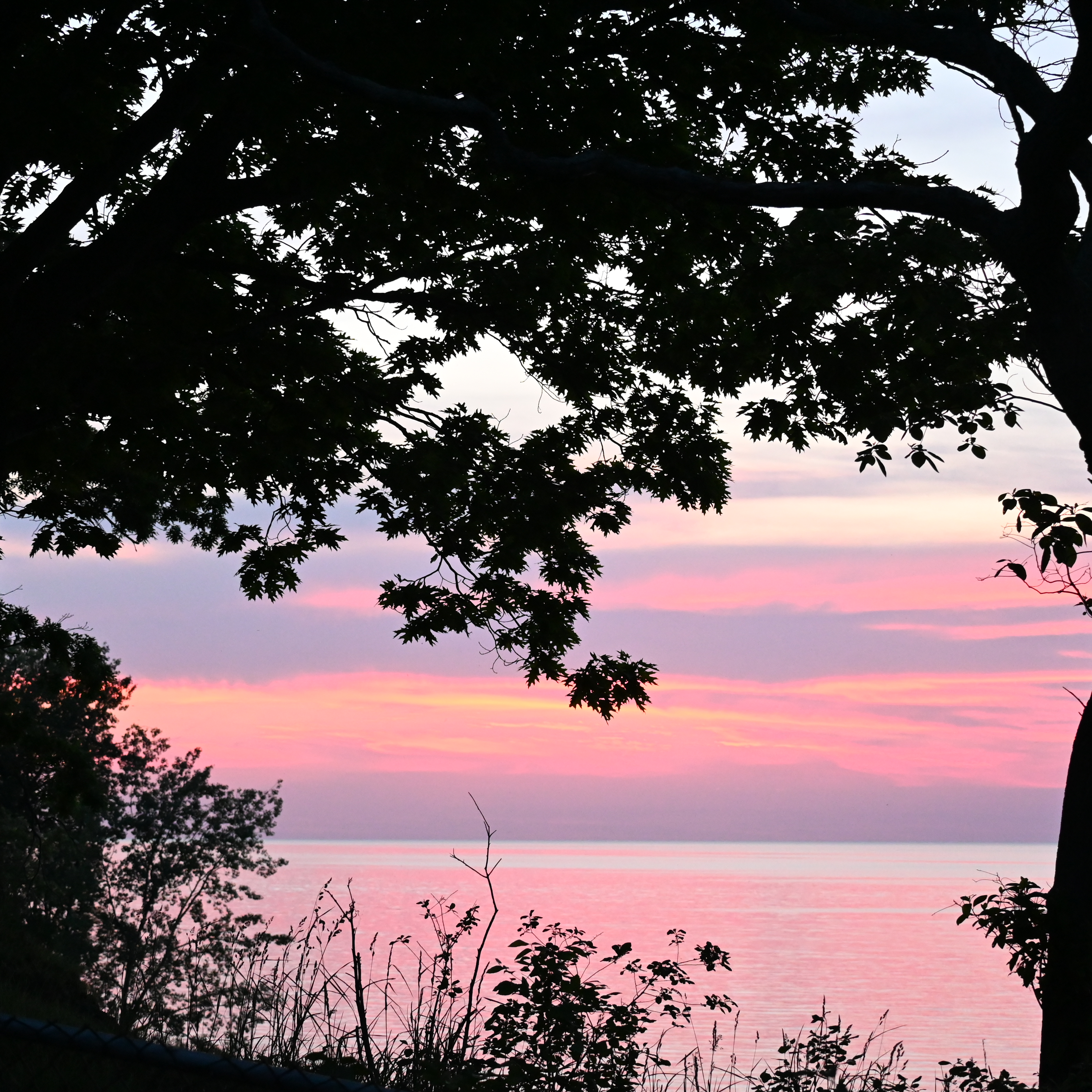 A pink and purple sunset at the lake with a contrasting black tree in he foreground.